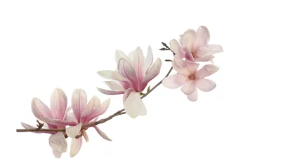 Foto op Canvas Roze magnoliabloem © anphotos99