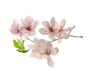Fototapeta na wymiar Pink magnolia flower