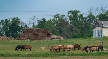A herd of horses runs from the stable to the pasture.