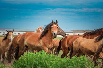 Fototapeta premium A herd of horses runs from the stable to the pasture.