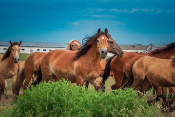 A herd of horses runs from the stable to the pasture.