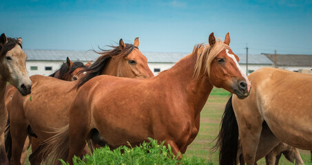 Obraz premium A herd of horses runs from the stable to the pasture.
