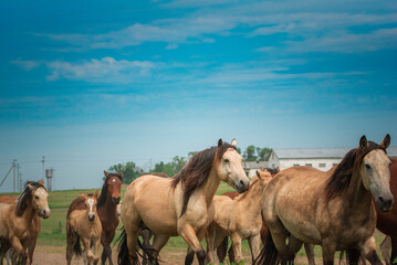 A herd of horses runs from the stable to the pasture.