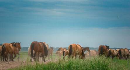 A herd of horses runs from the stable to the pasture.