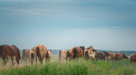 A herd of horses runs from the stable to the pasture.