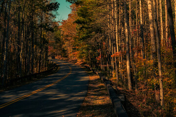 Obraz premium Curving Road with Tall Trees