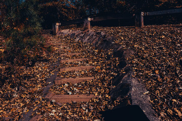 Leaves on the ground