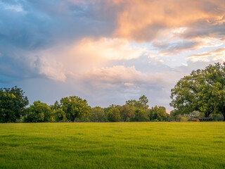 View Across Parkland with Golden Light