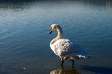 white swan paws on the ice reflecting