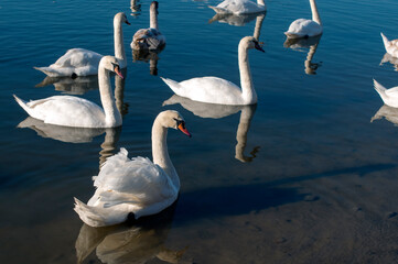 white swan paws on the ice reflecting