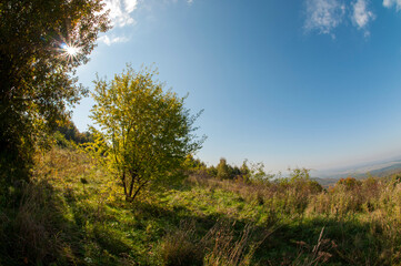 colorful orange autumn in mountains with green spruce