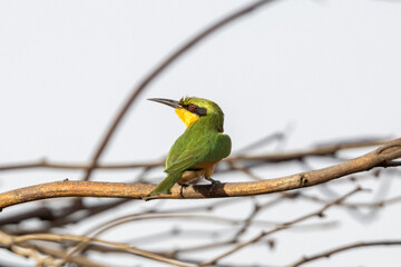 Ein Zwergspint sitzt im kahlen Geäst eines Baumes