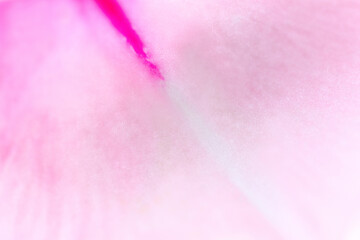 Close-up texture pink flower petal. Macro photography