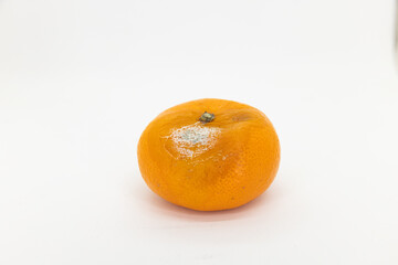 moldy oranges