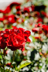 Fototapeta na wymiar red rose in garden