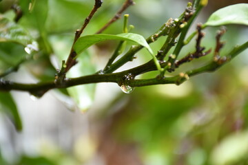 leaves on a tree