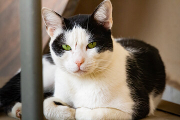 portrait of a white & black cat