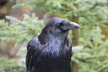raven on the ground, Jasper National Park, Alberta