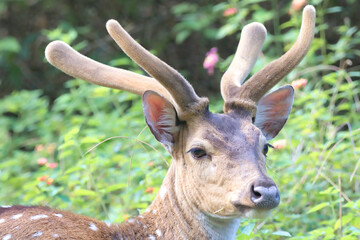 Deer in a jungle at K Gudi, Karnataka