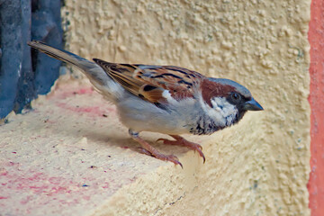 sparrow on the beach at Goa