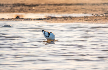 Water bird pied avocet, Recurvirostra avosetta, feeding in the lake. The pied avocet is a large black and white wader with long, upturned beak