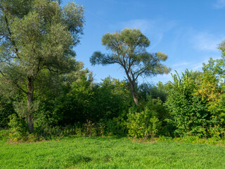 Obraz premium Forest of deciduous trees. Green forest thicket. Summer natural landscape.