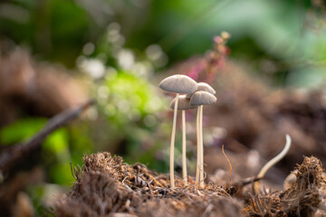 wild mushrooms in oil palm plantation
mushroom with bokeh background