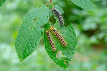 Gypsy moth caterpillars eating tree leaves, closeup. Macro.
