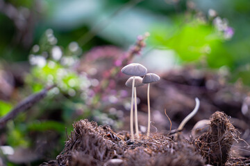 wild mushrooms in oil palm plantation
mushroom with bokeh background