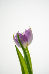 Beautiful tulip flower on a white background.