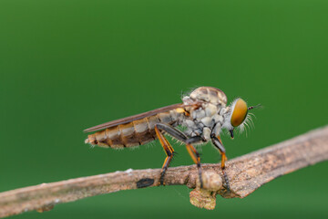 mini robberfly with blur background
robberfly with green background and bokeh