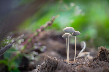 wild mushrooms in oil palm plantation
mushroom with bokeh background