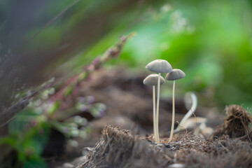 wild mushrooms in oil palm plantation
mushroom with bokeh background
