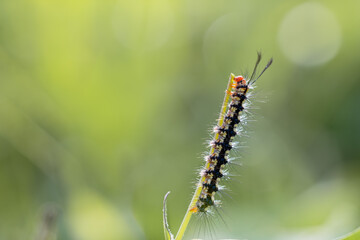 caterpillar on a beautiful green background