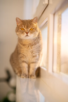 Scottish straight cat