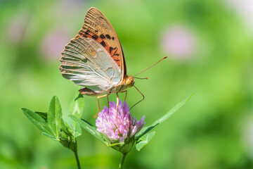 The dark green fritillary butterfly collects nectar on flower. Speyeria aglaja is a species of butterfly in the family Nymphalidae.