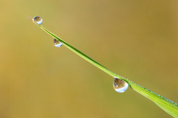 Morning dew on a blade of grass - Drops of water on a blade of grass