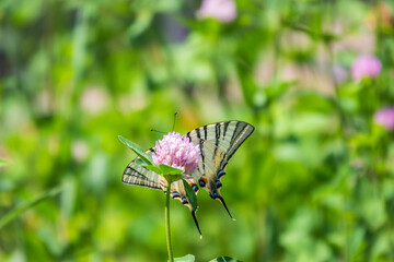 Beautiful Butterfly Scarce Swallowtail, Sail Swallowtail, Pear-tree Swallowtail, Podalirius. Latin name Iphiclides podaliriu. Butterfly collects nectar on flower.