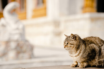 かわいい猫ちゃん