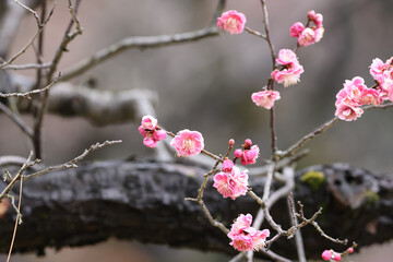 咲き始めた梅の写真