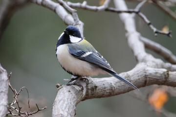 Fototapeta premium 遊んでいるシジュウカラの写真