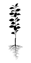 Seedling with root system