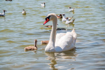 Fototapeta premium A female mute swan, Cygnus olor, swimming on a lake with its new born baby cygnets. Mute swan protects its small offspring. Gray, fluffy new born baby cygnets.