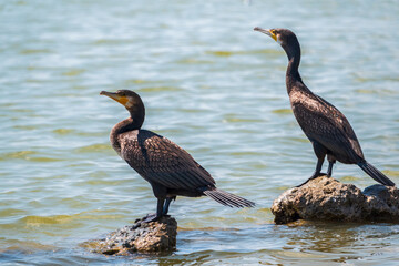 Two Great cormorants, Phalacrocorax carbo, standing on a stone on the sea shore.