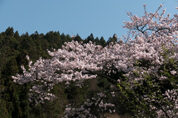 青空の下の満開の桜

