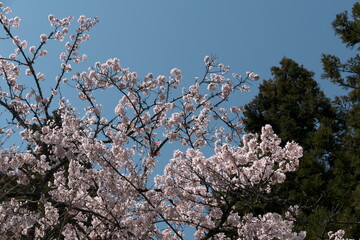 青空の下の満開の桜
