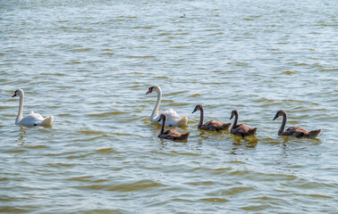 A pair of mute swans, Cygnus olor, swimming on a lake with its new born baby cygnets. Mute swan protects its small offspring. Gray, fluffy new born baby cygnets.