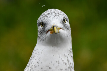 close up of an eagle