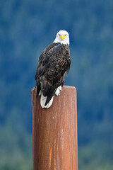 american bald eagle