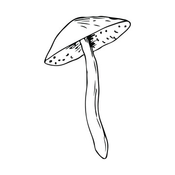 recommend clip art: Mushroom. Vector illustration. Isolated on white. Hand-drawn style.